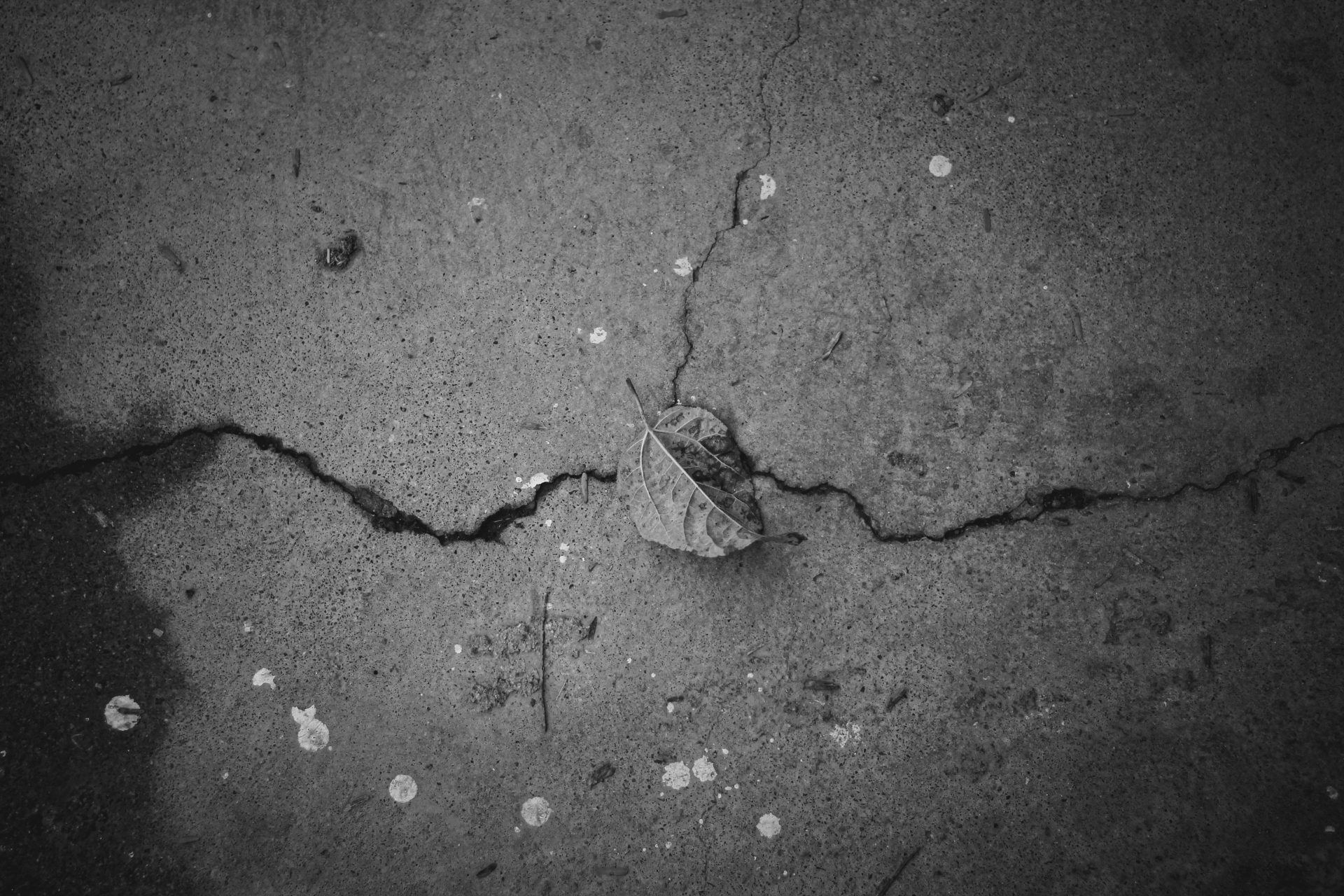 grayscale photo of dried leaf on ground